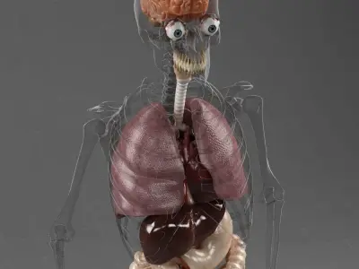 Anatomy Internal Organs Male 3D model