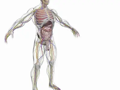 Ultimate Complete Male Anatomy 3DSmax 3D model