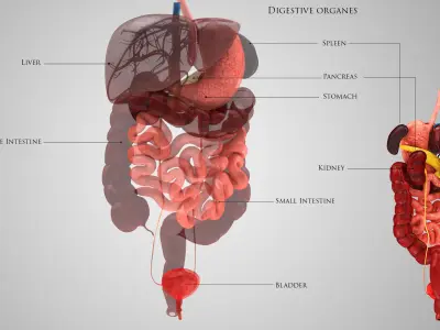 Digestive Organs with Anatomic Cut Low-poly 3D model