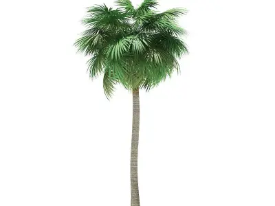 Sabal Palm Tree 3D Model 12m 3D model