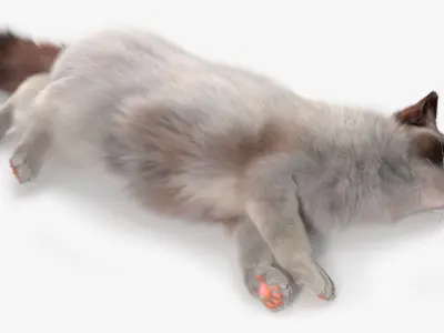  Ragdoll Cat Lying Pose Fur for Cinema 4D 