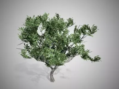 HookThorn Tree Low-poly 3D model