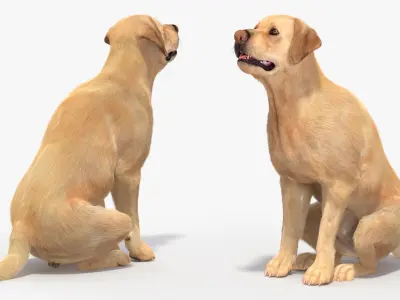  Begging White Labrador Dog Pose Fur Animated Rigged for Maya 