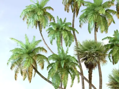  Palm trees/Tropical 