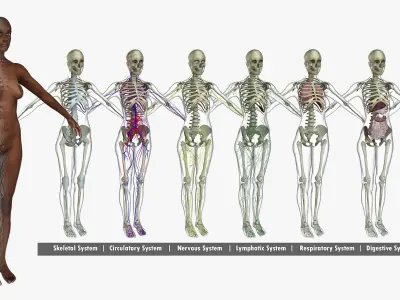 Full African American Female Anatomy 3D model