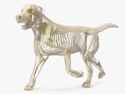  Animal Skeletons with Skin Collection 