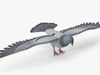  Low Poly Rock Dove 