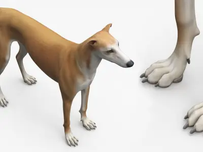  Large Dogs Collection 