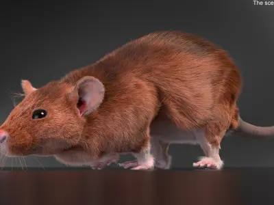  Running Rodent Rat Brown Fur Animated Rigged 