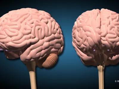  Human Brain Ultimate V2 