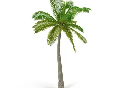 Coconut palm 3D model