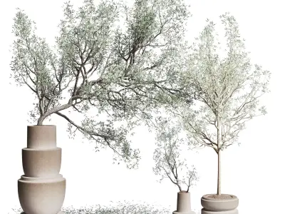 Olive tree in an old earthenware vase indoor collection 266 3D model