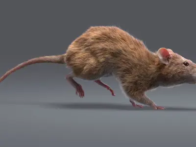  Rat Fur Animated Collection 