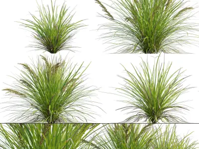 Lomandra Longifolia Nyalla - Mat Rush 3D model