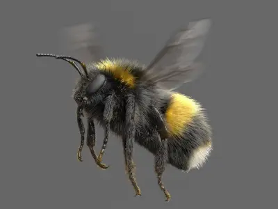  Bumblebee White-tailed Animated 