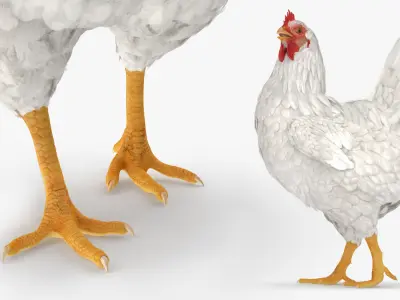  Chickens Rigged for Maya Collection 