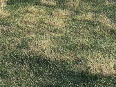 Meadow grass 3D model