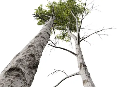 AV Betula Pendula and Fagus Sylvatica 3D model