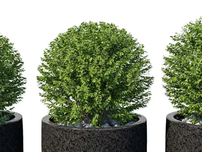 Street bushes in pots VIII 3D model