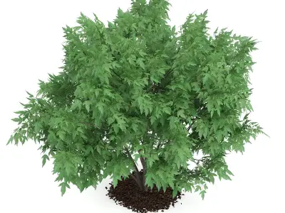 Amur Maple Acer ginnala 3D model