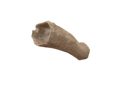 Fallen Tree Trunk v1 002 Low-poly 3D model