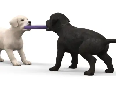  Labrador Puppies Playing with Dog Toy 