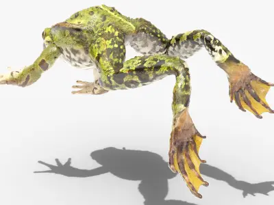  Spotted Croaking Frog Animated Rigged for Blender 