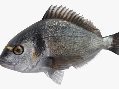  Fishing Rod with Caught Dorado 