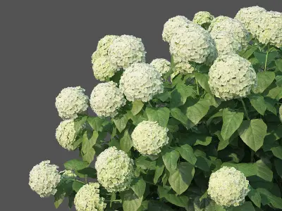 Hydrangea arborescens Nr1 - Annabelle V2  3D model