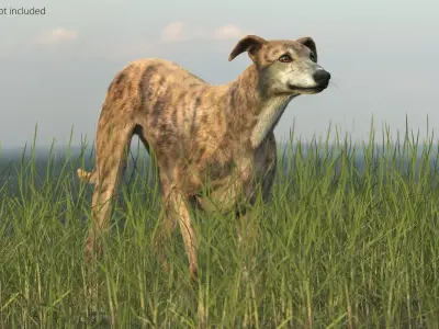  Greyhound Dog Male Brindle Fur Rigged 
