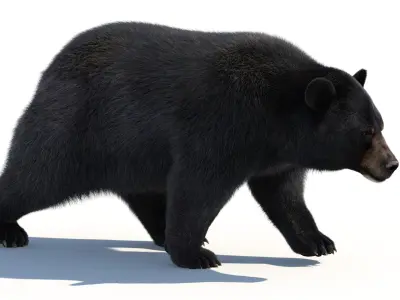  Black Bear Animated Fur 3D 