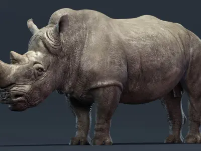  Rhino Animated 