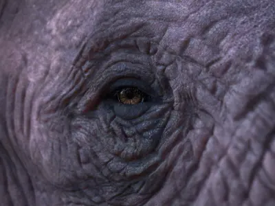  African Elephant - photo realistic 