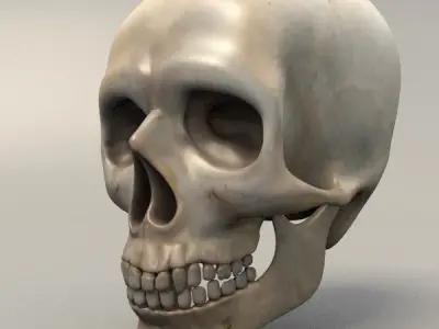 Skull human 3D model