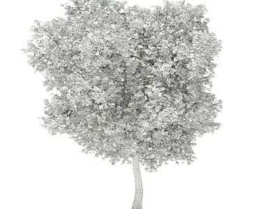 Olive Tree 3D model