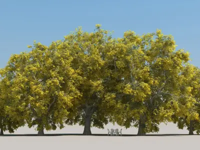  100 Summer Broadleaf Trees 