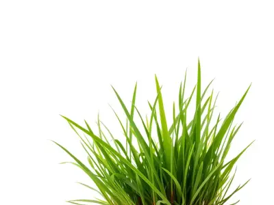 Verdant Grass Cluster model pack Low-poly 3D model