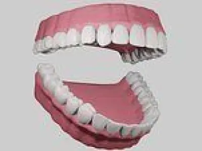Teeth with Gums and Tongue Rigged 3D Model 3D model