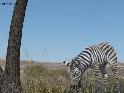  Acacia Shade and Zebra Foal Fur 