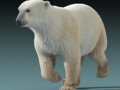  Polar Bear(FUR)(ANIMATED) 