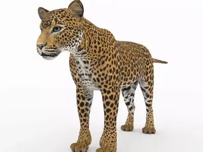 Jaguar4 leopard 3D model