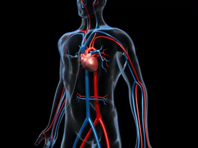  Human Cardiovascular System 