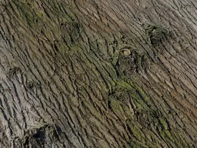 Mossy Knotted Tree Bark Texture