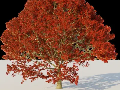 Pack of 6 Maple trees 3D model