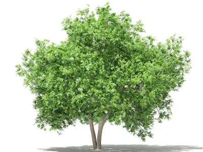 Common Fig Tree 3D model