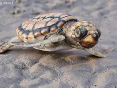  Baby Sea Turtle Brown Walking Rigged For Maya Animated 