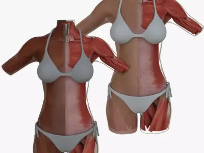 Woman Torso Muscle Anatomy 3D model