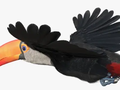  Tropical Toucan in Flight Fur for Cinema 4D 