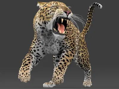  Leopard and Panther PACK Animated-Rigged-Fur 