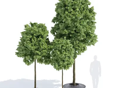 Calyx three trees 3D model
